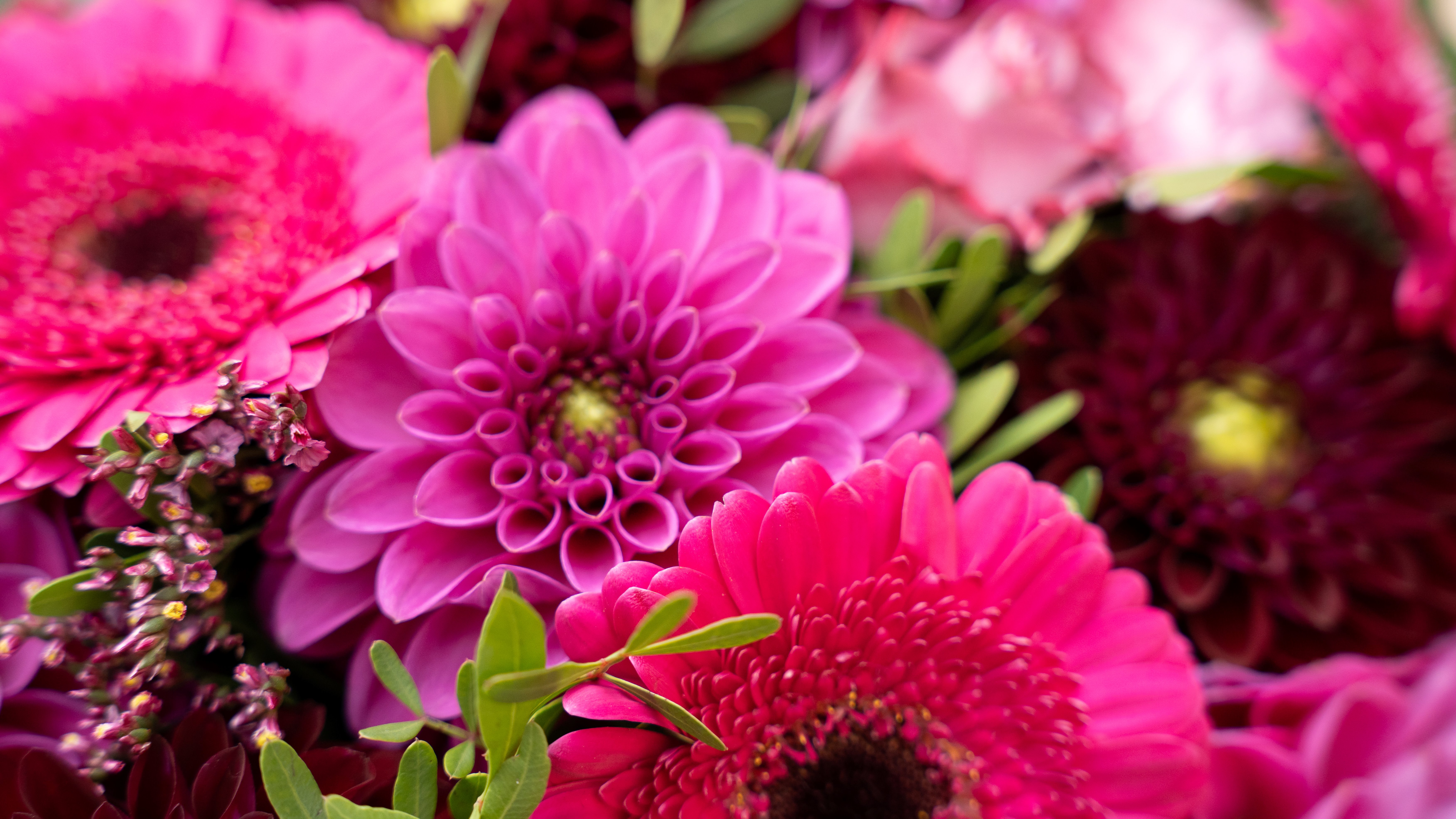 Dahlia