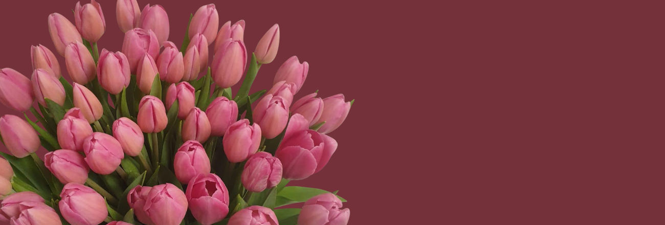 Pink tulipaner