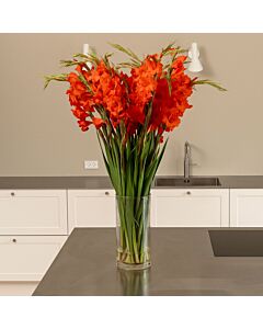 Bundt med 20 eller 30 stilke røde gladiolus 90 cm. 