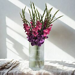 Bundt med 20 eller 30 stilke gladiolus - Farver kan variere 