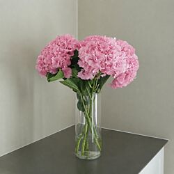 5 lyserøde hortensiaer i bundt med store blomsterhoveder – friske snitblomster til blomsterlevering, gave og boligindretning