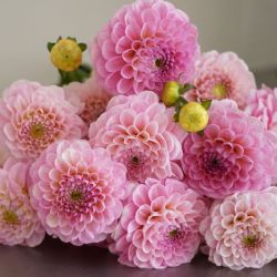 Bundt med 15 stilke lyserøde dahlia
