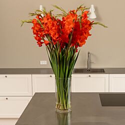 Bundt med 20 eller 30 stilke røde gladiolus 90 cm. 