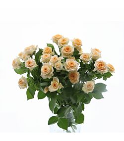 Cremefarvede grenede roser 5 stilke 50cm