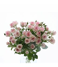 Lyserøde grenede roser 5 stilke 50cm