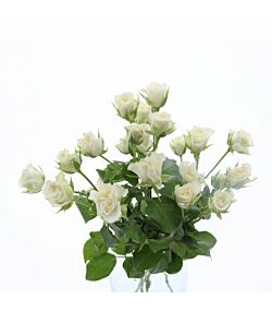 Hvide grenede roser 5 stilke 50cm