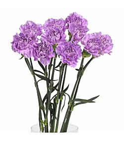 Lavendelfarvede nelliker 10 stilke 50 cm.