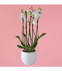 Hvid 6 grenede orkidé i hvid skjuler 12 cm. 