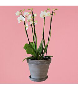 Hvid 6 grenede orkidé i skjuler m. underskål 18 cm.