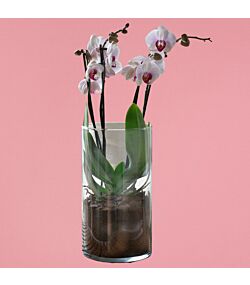 Tofarvede 4 grenede orkidé i glas vase 15 cm.