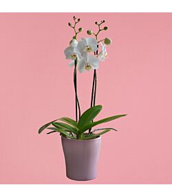 Hvid 2 grenede orkidé i lyserød skjuler 12 cm.