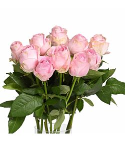Sart lyserøde roser 10 stilke 50 cm.