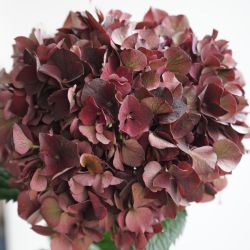 Send blomster online. 3 stilke mørkerøde hortensia