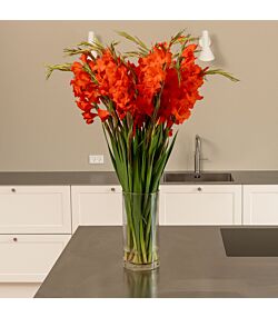 Bundt med 20 eller 30 stilke røde gladiolus 90 cm. 